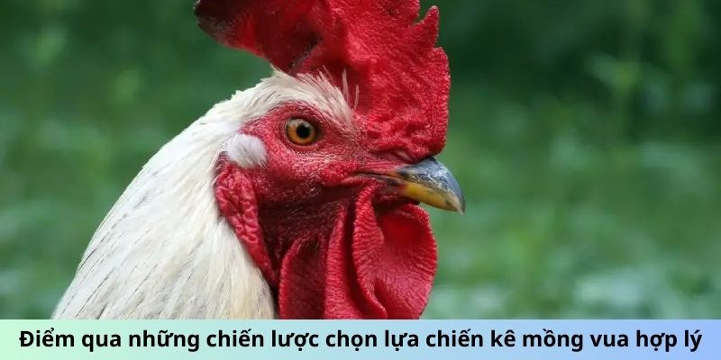 Gà Mồng Vua - Huyền Thoại Đấu Trường Và Sức Mạnh Vô Song 2 Trang Chủ Jun88.com #1 Việt Nam Điểm qua những chiến lược chọn lựa chiến kê Mồng Vua hợp lý