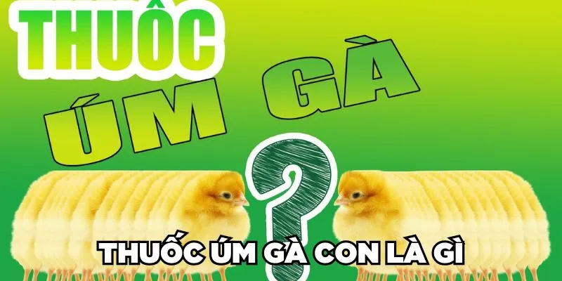 Thuốc Úm Gà Con Là Gì? Phân Loại & Cách Sử Dụng 2024 1 Trang Chủ Jun88.com #1 Việt Nam Thuốc úm gà con là gì?