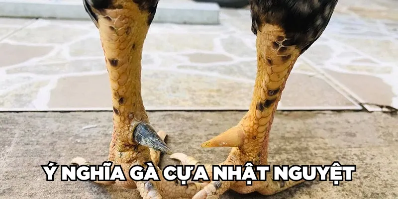 Gà Cựa Nhật Nguyệt Là Gì? Loại Gà Này Đá Có Hay Không? 2 Trang Chủ Jun88.com #1 Việt Nam Ý nghĩa gà cựa Nhật Nguyệt